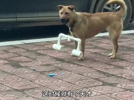 全网刷屏的挂棍狗狗,这样做是为了什么呢?#动物科普#狗狗#狗子追车