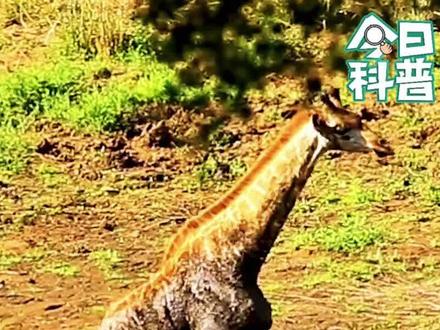 陷入泥潭中的长颈鹿#奇妙的动物 #神奇的动物纪录片 #长颈鹿