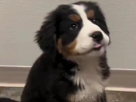 大脚伯的杀伤力恐怖如斯 #大狗 #萌宠出道计划 #大脚伯 #伯恩山 #耍大脚