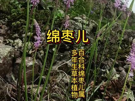 特色小吃绵枣#绵枣 #绵枣儿#药食同源#植物科普