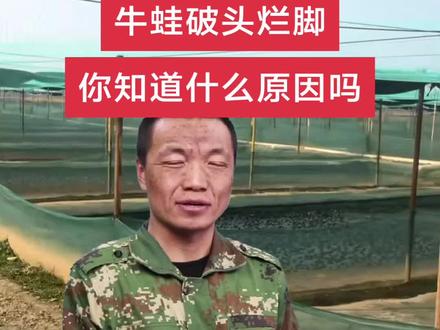 破皮烂脚的引起原因#牛蛙养殖 #青蛙养殖 #黑斑蛙养殖 #石蛙养殖 #牛蛙养殖技术 @抖音小助手 @抖音创作小助手 @抖加🔥上热门🔥dou+🔥热点宝