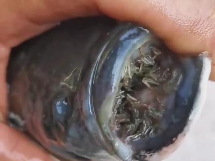 遇到这些奇奇怪怪的鱼,能吃吗?#涨见识 #鱼 #钓鱼人