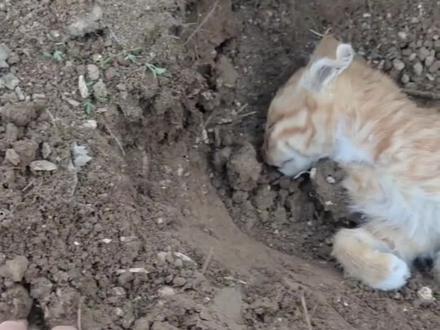 愿喵星没有痛苦#喵星人的江湖 #再见