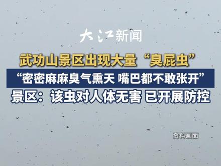 武功山景区出现大量“臭屁虫”,景区:该虫对人体无害,已开展防控#武功山 #臭屁虫 #爬山