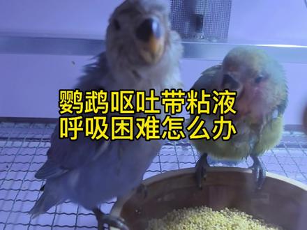 鹦鹉呕吐粘液呼吸困难怎么办#鹦鹉呕吐 #鹦鹉呼吸困难 #牡丹鹦鹉 #鹦鹉嗉囊清洗 #鹦鹉拉绿便