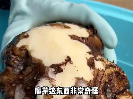 魔芋全身有毒,为什么还有很多人吃它 #魔芋 #涨知识