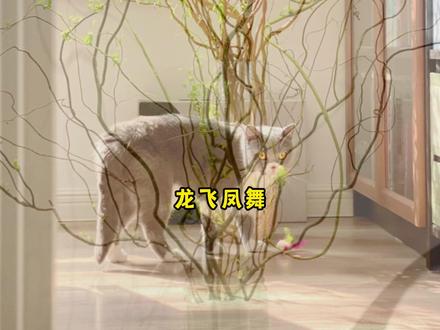 巨好养的懒人鲜切龙柳,真正的枯木逢春!!#龙柳 #花卉绿植 #爱生活爱养花 #室内盆栽