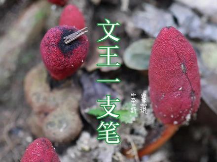 #大自然的馈赠 #植物科普 #野生植物 颜色妖艳的文王一支笔,疏花蛇菰,你一定要了解一下