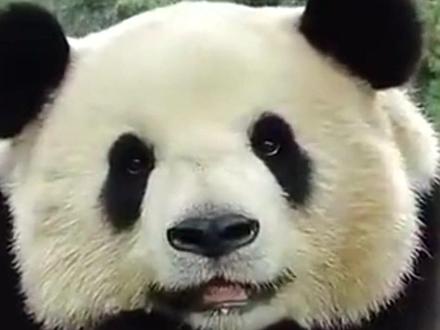 这是大熊猫思嘉遇到了她心软的神的故事,希望所有爱熊猫的人都能认真看完。#创作灵感 #大熊猫 #思嘉干妈