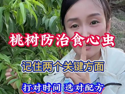 桃树防治食心虫 两个关键点 打对时间 选对配方 #桃树食心虫防治 #果树种植 #食心虫#果园管理 #农业种植技术