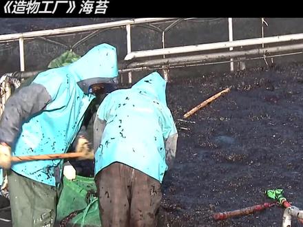 海苔生产加工过程#海苔 #工厂 #科普知识 #抖音小助手