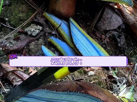 这菌子到底有多好吃啊(内容仅供娱乐,吃野生菌务必注意安全!#云南 #野生菌 #短信 #搞笑