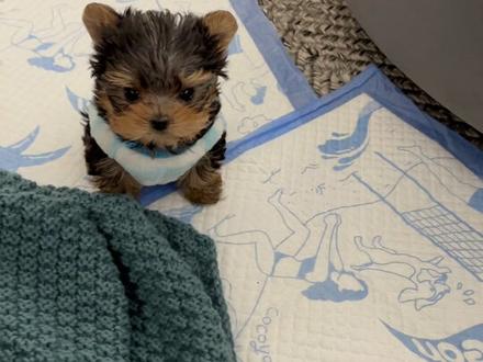 mini抱抱来家里的第一天,已经知道了自己的名字,并学会单项技能:坐下。#约克夏 #小奶狗 #萌宠 #萌宠出道计划