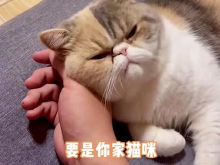 为什么猫猫总是跟着你#记录猫咪日常 #铲屎官的乐趣 #抖in萌宠计划