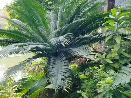 世界濒危植物之闽粤苏铁