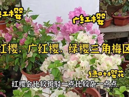 小许简单分享漳红樱,广红樱和绿叶樱花三角梅的区别#漳红樱三角梅 #绿叶樱花三角梅 #广红樱三角梅 #小许的花农日记