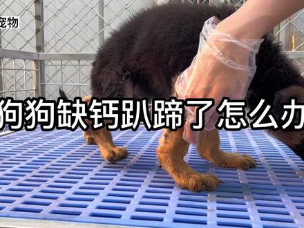 狗狗补钙很重要,到缺钙趴蹄的时候再补已经就晚了!#徳牧 #狗狗缺钙 #趴蹄
