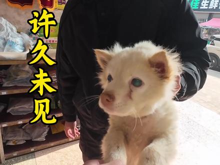 人生无常,大肠包小肠#兽医小刘#猴哥与狗#雨龙兽药