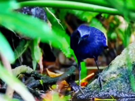 紫啸鸫: 非常漂亮的鸣禽,只是跟黄鹂鸟有着类似的缺点,常会发出凄惨的单叫声。#神奇动物在抖音 #野生动物零距离 #爱护大自然保护野生动物 #鸟类科普 #萌宠