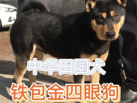 下乡看到一条老爷爷的铁包金四眼狗,不是哈士奇也不是柴犬,是中华田园犬#中华田园犬 #广西#抖音小助手