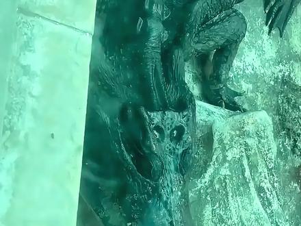 带你认识11种鳄鱼#鳄鱼 #动物科普 #保护动物