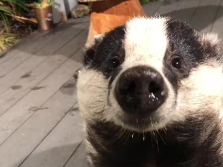 狗獾长着个瓜子儿脑袋 #动物科普 #狗獾 #獾子