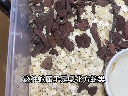 它会是你喜欢的吗#爬宠 #蛇🐍 #人工繁殖 #异宠