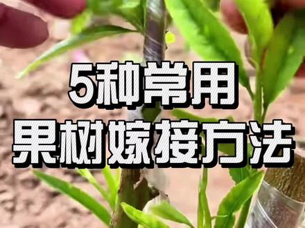果树嫁接别乱试!这5种常用方法,精准匹配你的种植需求!#三农 #农业种植 #嫁接技术 #果树嫁接