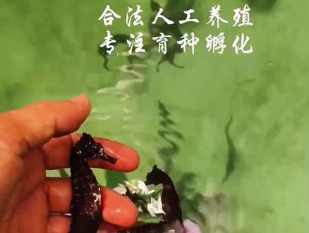 今天讲讲海马对环境适应的要求##神奇动物在抖音 #海马 养殖并不是那么容易#水族 #科普一下 #上热门话题