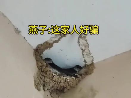 第一次见啃房东的 #娱乐 #娱乐评论大赏