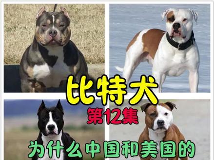 比特犬,第12集,为什么中国和美国的比特犬不一样 #比特犬