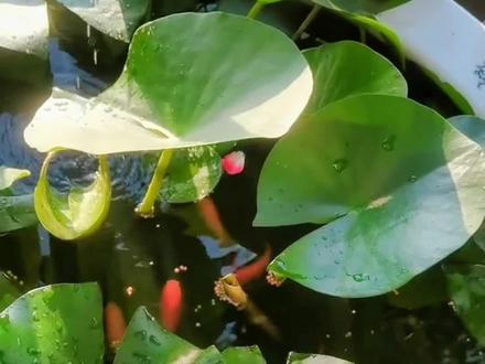 水培植物只浇水难怪发臭烂根水质还很差,其实只要多做这一步就能很好搞定