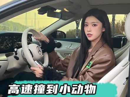 高速撞到小动物 如何正确处理