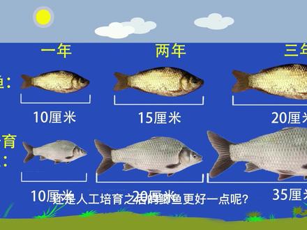 鲫鱼最大能长多大?野生鲫鱼1斤都是超大个体,人工培育的能长10几斤!不同品种的鲫鱼体重也是不同的#钓鱼 #钓鲫鱼 #鲫鱼能长多大 #鲫鱼品种 #土鲫鱼和养殖鲫鱼