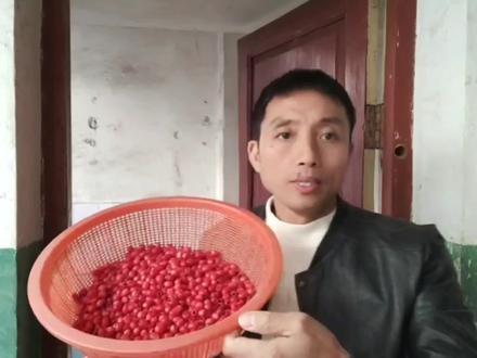 大叔拿摘回来的红豆杉果实,简单处理一下泡酒喝,这种酒你喝过吗