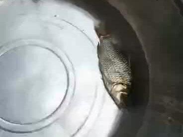 这是我自己亲手做的一个实验 ,2块钱买的死鱼,喝了我的牦牛骨胶原蛋白小分子活性肽的神奇效果