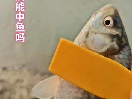 #沈丘 #路亚逗钓 #路亚逗钓鲫鱼 #户外钓鱼 #洛阳球球钓 球球钓法冬季优势明显(•̀ᴗ•́)و̑̑