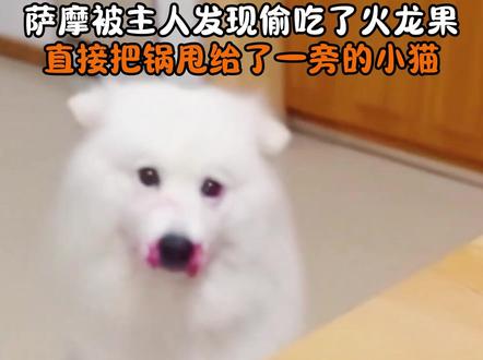萨摩耶偷吃火龙果被发现后甩锅给旁边的小猫#狗狗的心思都写在脸上了 #狗狗 #动物的迷惑行为 #画画 #跟着抖音学画画