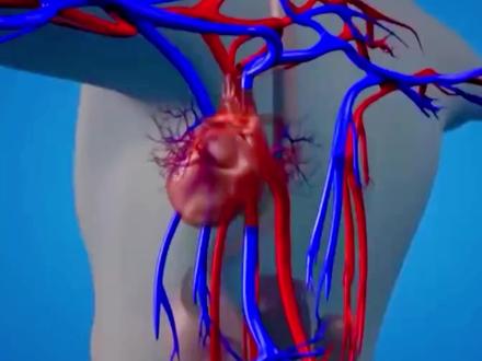 肌肉都会疲累,心脏为何不会累?心脏是最强壮的肌肉(上) #科学 #心脏 #肌肉 #生命科学 #线粒体