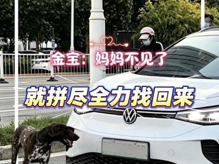 它拦下了石家庄所有的大众ID6,只为再见一眼妈妈 #波音达犬 #金宝 #万物皆有灵性 #万物可爱计划