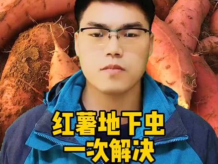 红薯地下虫一次解决#红薯地下害虫 #红薯种植 #红薯防虫 #红薯高产 #红薯种植技术