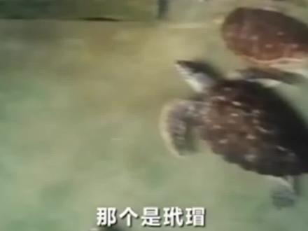 涉案400万!珍贵濒危野生动物被圈养,生存环境十分恶劣!