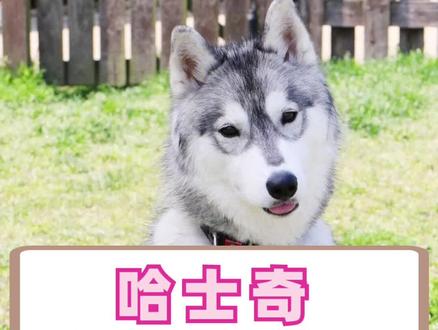 哈士奇吃什么狗粮比较好?狗粮挑选#让中国宠物吃上安全口粮 #养宠知识 #宠物科普 #宠物养护 #宠物好物