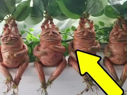 两种世界上最神奇的植物上#植物