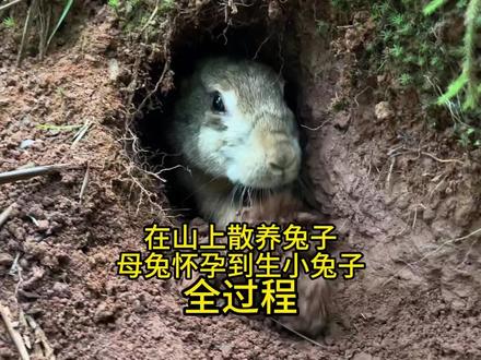 山上散养兔子,母兔怀孕生小兔子全过程 山上散养兔子,母兔怀孕生小兔子全过程#兔子 #动物 #农村创业养殖 #三农养殖 #兔多多农场