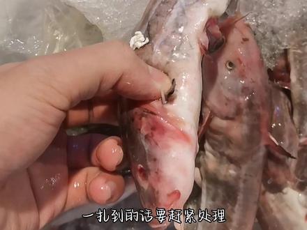 三毛鱼那三根刺不得了,不拔掉没什么人敢要 #海鲜原产地 #海鲜美食 #挑鱼日记 #鱼客日记 #湛江