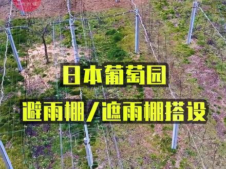 #日本:2022果园的管理(227)葡萄避雨棚搭设、葡萄避雨栽培#葡萄设施栽培#阳光玫瑰葡萄园设施栽培#葡萄管理#新农人计划2022 #智慧农业 #乡村振兴dou行动 #现代农业 #三农 #现代化农业