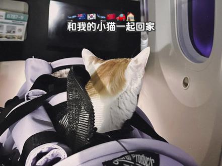 和肥羊一起打飞滴回家🫶🏻🐈✈️
三天的路程 澳洲小土猫正式换国籍啦 我知道相比较坐飞机你更怕和妈妈分开💌 谢谢你的坚强和勇敢❤️也谢谢全家人对我们肥羊的热烈欢迎🥳🏅
#宠物坐飞机 #猫咪日常 #我的毛孩子能治愈一切不快乐 #回国vlog