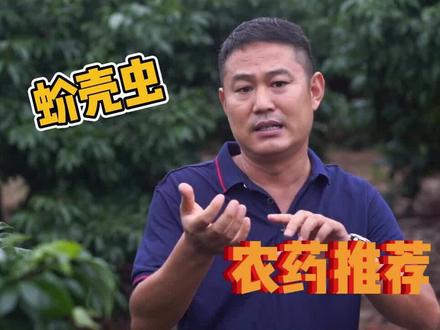 今天来讲讲荔枝树的蚧壳虫,应该怎么防治呢?科学的打农药方法是怎么样的?#荔枝树 #农业种植 #农药化肥