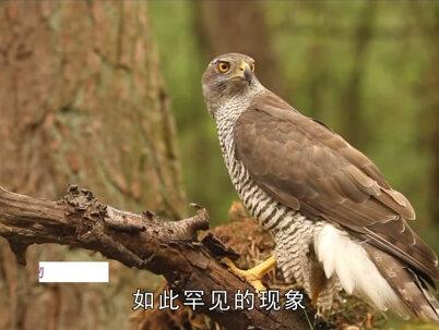 南京出现“反常”现象,1000只老鹰在南京上空盘旋,这预示着什么